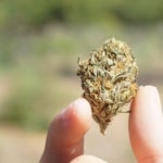 What Are the Medical Benefits of THC? Exploring the Potential of Medical Marijuana