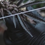 What Is Stash and Co London Doing to Make Weed More Accessible?
