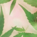 Can Watermelon Zkittlez Help You Enjoy Weed Even More?