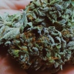 What Are the Benefits of the Tangerine Dream Strain?