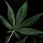 Whats the West Coast Cannabis Scene Like?