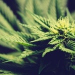 Can Cannabis Cultivation Thrive in Nova Scotia?