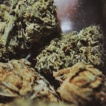 What are the Benefits of the MKU Strain of Weed?