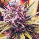 Can Cannablossom CA Help You Reap the Benefits of Weed?