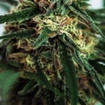 What Are the Effects of the Vanilla Ice Strain?