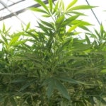 What Are the Benefits of Smoking White Rhino Weed?