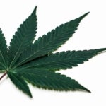 What is Cannablossom and How Can it Benefit You?
