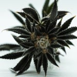 What Are the Benefits of the Purple Diesel Strain?