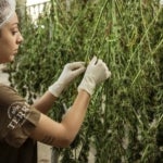 What to Look for in a Marijuana Dispensary?