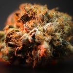 What Is the Canna Connection? Exploring the World of Weed Blogs