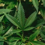Is Cannabis Legal in Nova Scotia?