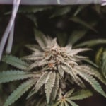 Where Can You Find the Best Cannabis Stores in Saskatoon?