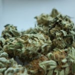 What Is Cannabisnl and How Can It Help Your Weed Blog?