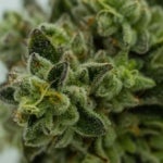 What are the Best Strains for Female Arousal?