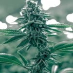 What Are the Effects of the Shishkaberry Strain?