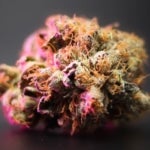 What Are the Benefits of Growing Granddaddy Purple Weed?