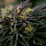 What Are the Benefits of Growing Blackberry Gelato Strains?