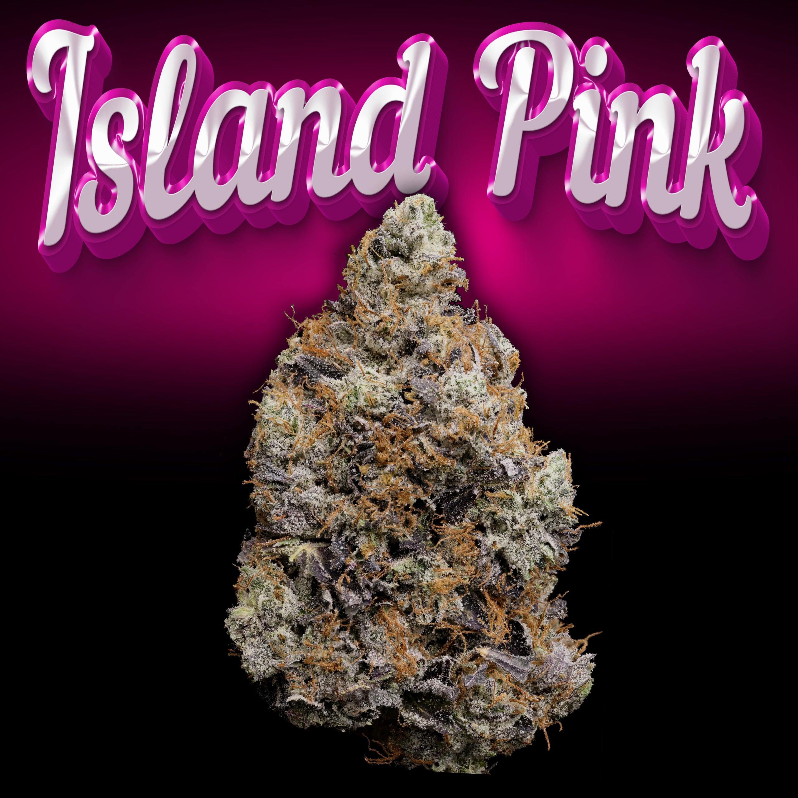 Island Pink Bud