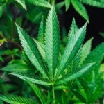 Is Medical Marijuana Stronger Than Recreational Marijuana?